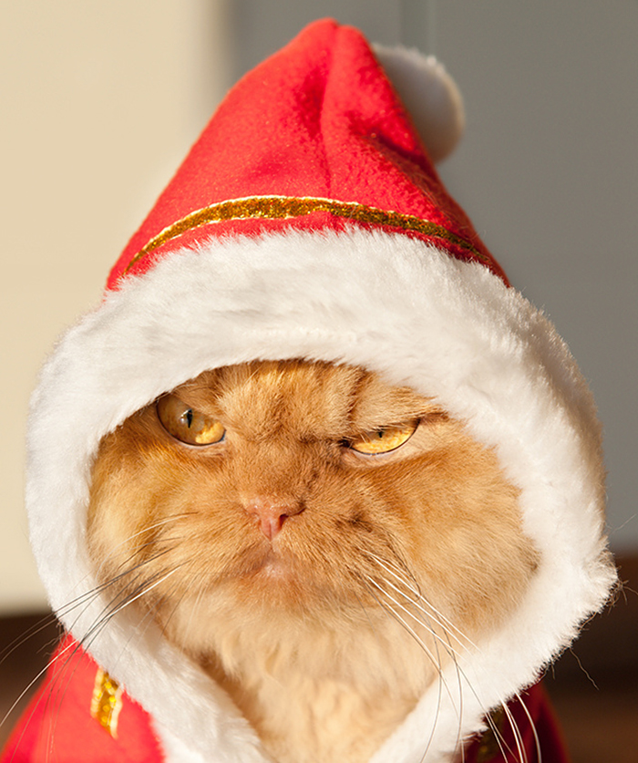 garfi-evil-grumpy-persian-cat-6__700-1.jpg
