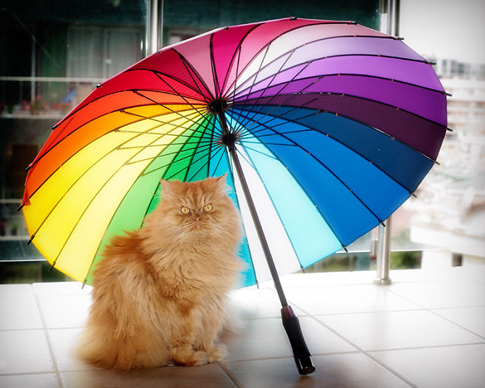 garfi-evil-grumpy-persian-cat-7__700.jpg
