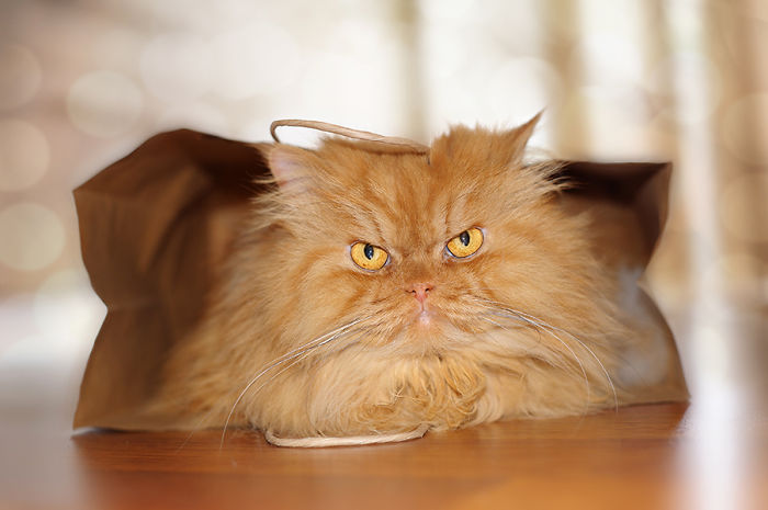 garfi-evil-grumpy-persian-cat-8__700-1.jpg