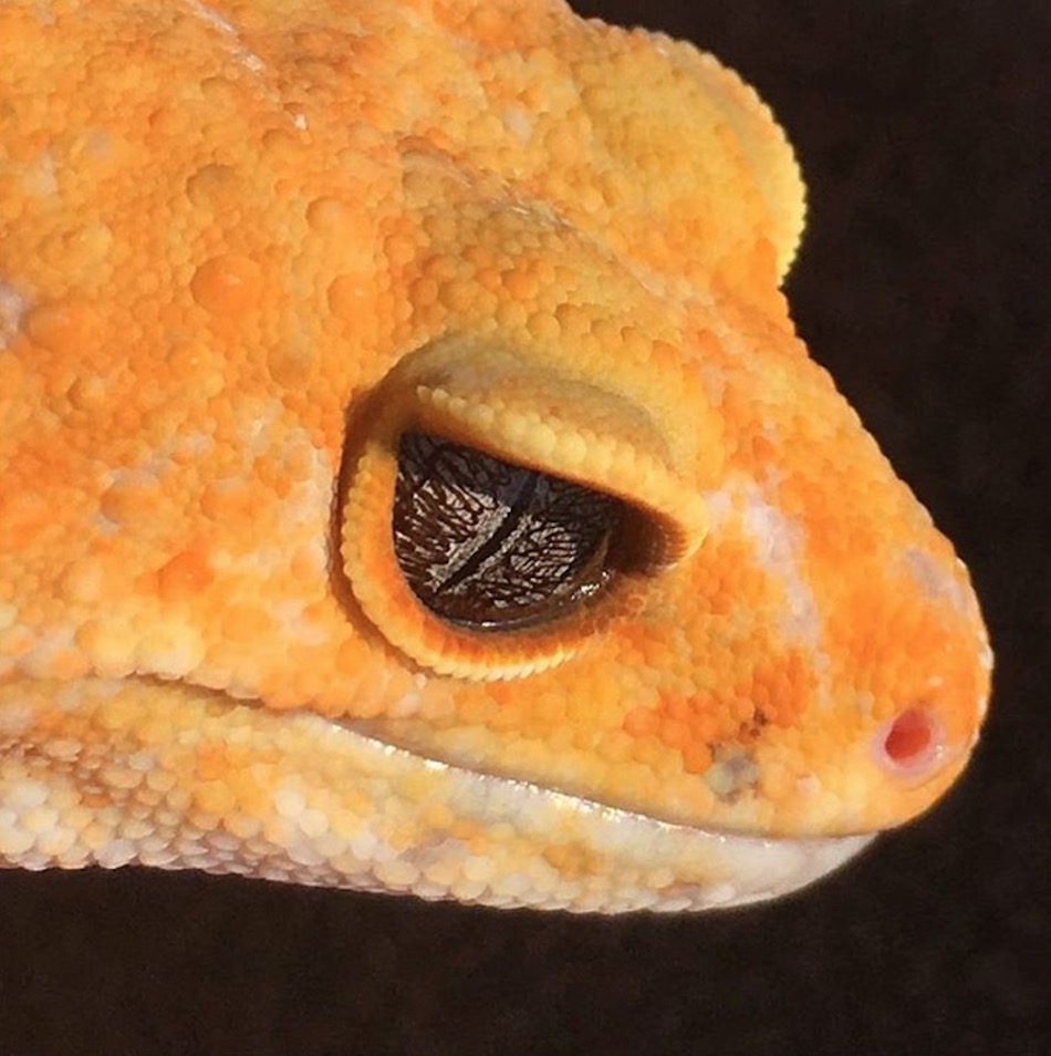 gecko.jpg