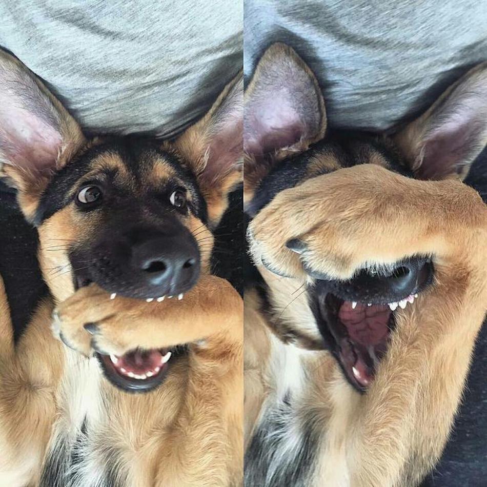 german-shepherd.jpg german-shepherd.jpg