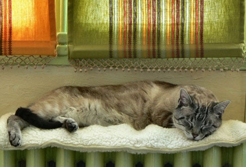 getty_rf_photo_of_cat_sleeping_on_radiator_under_window.jpg