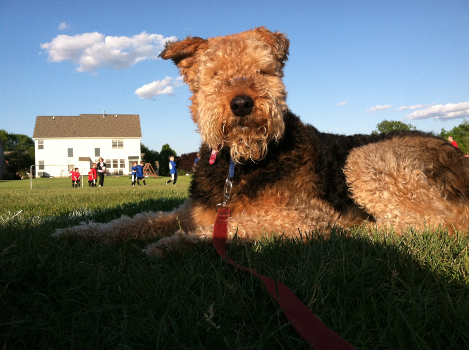giant-airedale.jpg