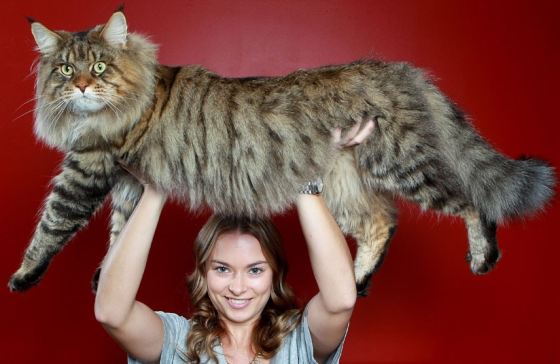 giant-cat_2244900k.jpg