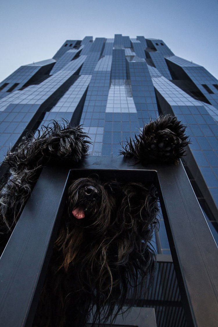 giant-dogs-11.jpg
