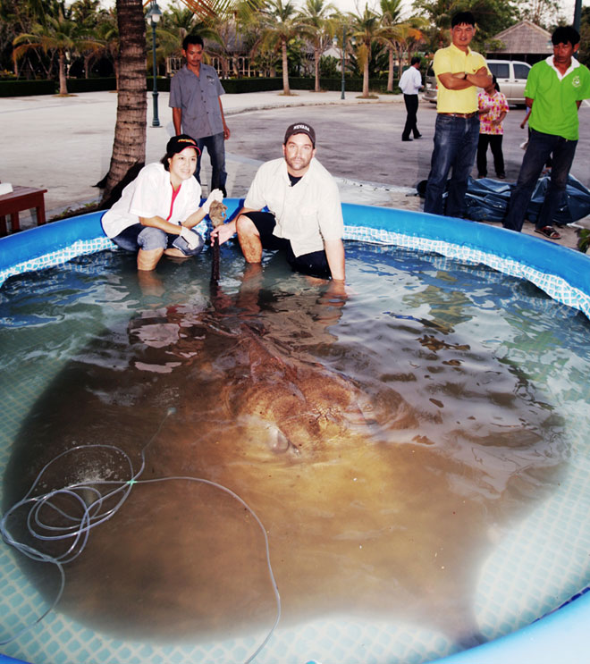 giant-freshwater-stingray.jpg