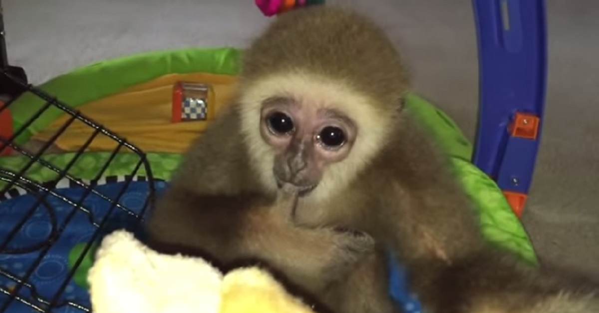 gibbon1