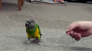 gif-cat-rabbit-cute-363287.gif