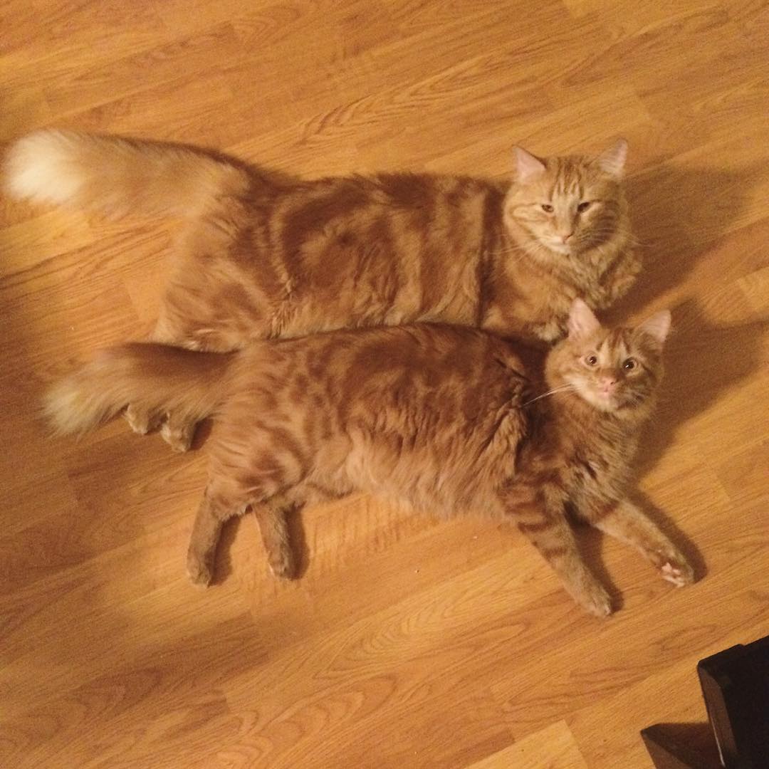 ginger-cat-adopts-mini-me-evin-minnie-1.jpg