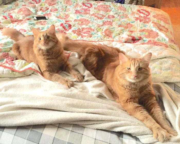 ginger-cat-adopts-mini-me-evin-minnie-51.jpg