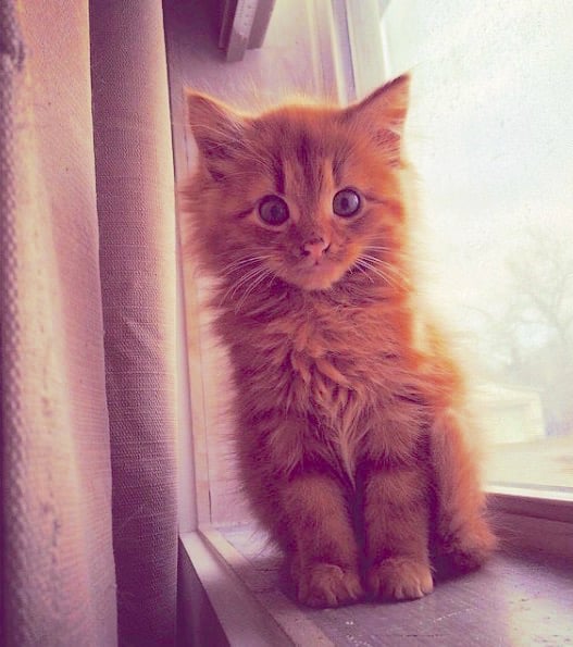 gingercat.jpg gingercat.jpg
