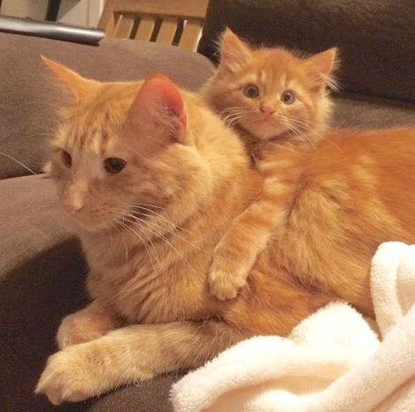 gingercat2.jpg