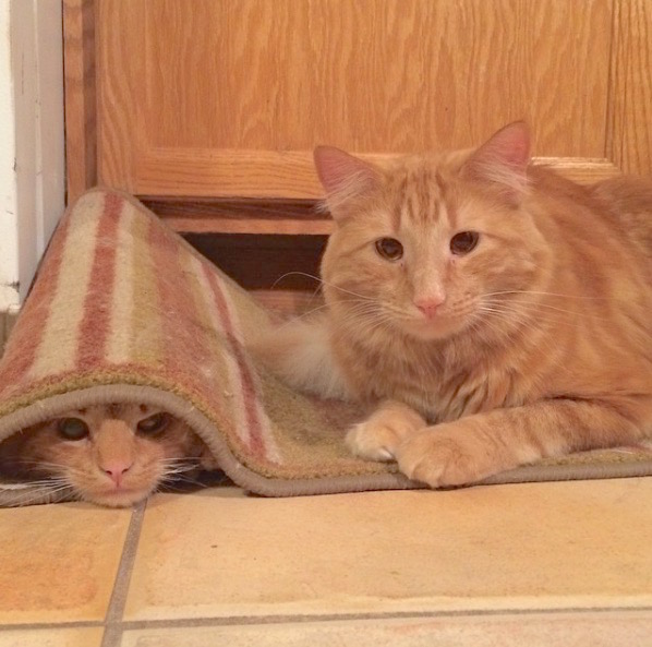 gingercat3.jpg