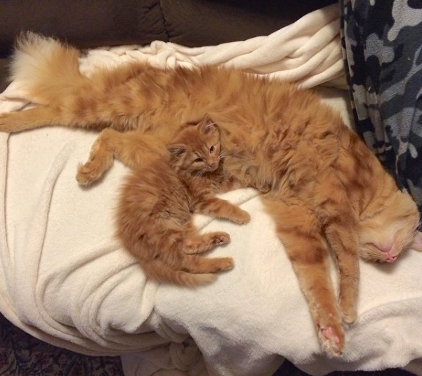 gingercat4.jpg