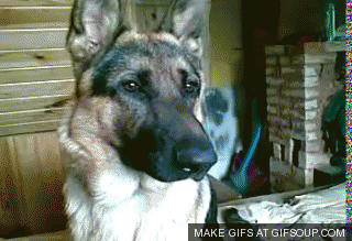 giphy-1-14.gif