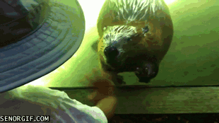 giphy-10-2.gif