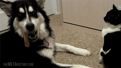 giphy-113.gif