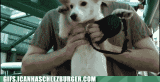 giphy-2-10.gif