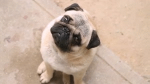 giphy-2-9.gif