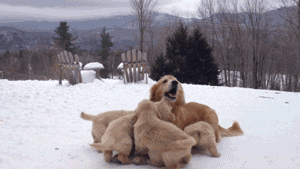 giphy-213.gif