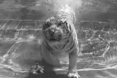 giphy-31-2.gif