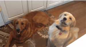 giphy-4-6.gif