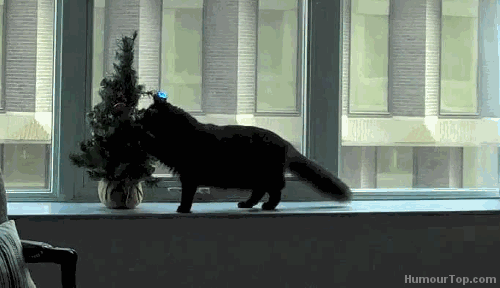 giphy-41-1.gif