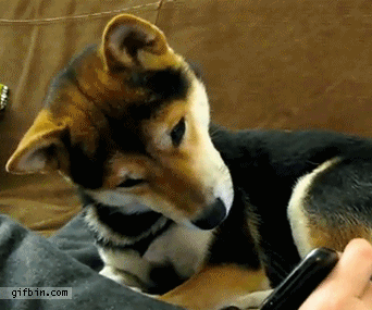 giphy-5-4.gif
