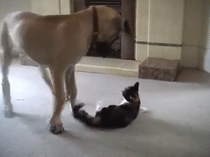 giphy-53.gif
