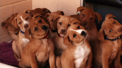 giphy-6-4.gif