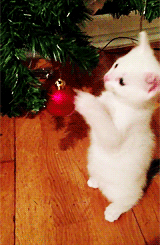 giphy-61-1.gif