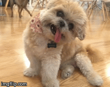 giphy-7-4.gif
