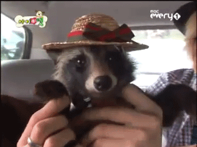giphy-9-2.gif