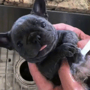 giphy-downsized-large.gif giphy-downsized-large.gif