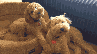 giphy1-2.gif
