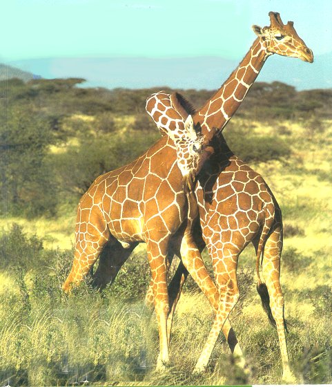 giraffe-8.jpg