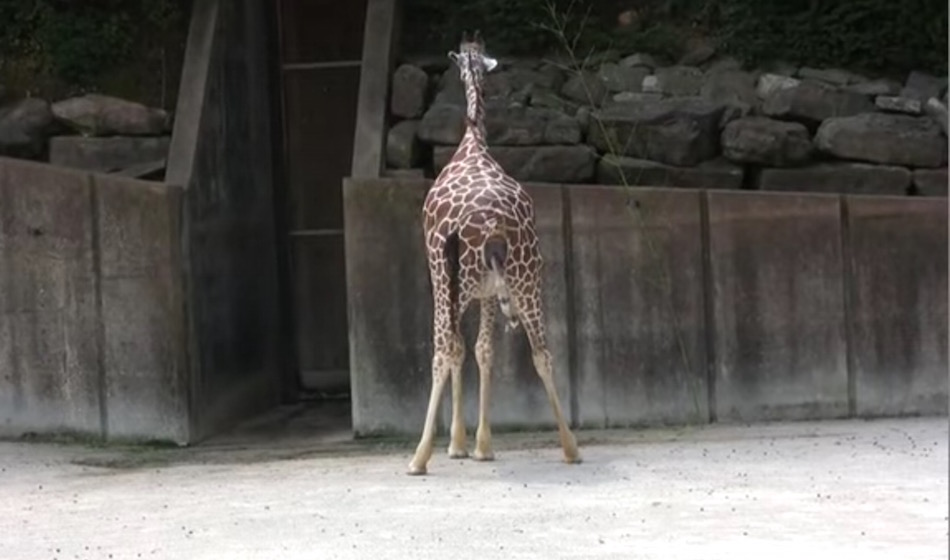 giraffe-standing-up.jpg