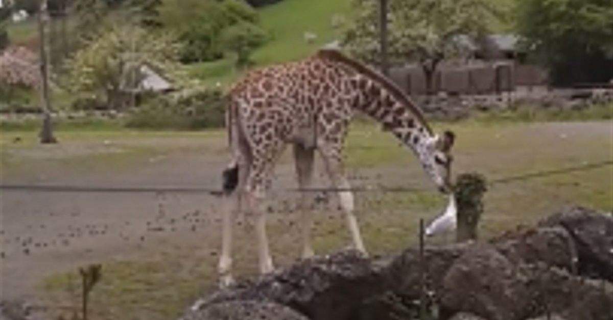 giraffe1