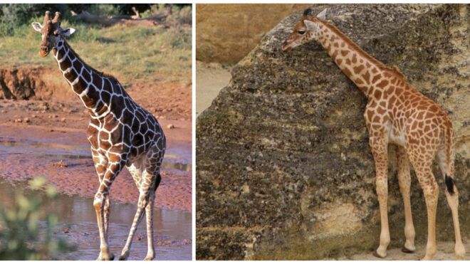 giraffes-endangered
