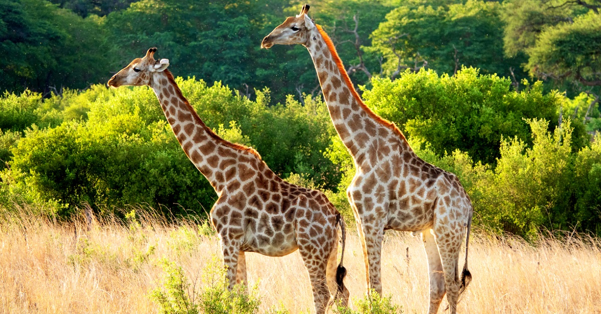 giraffes