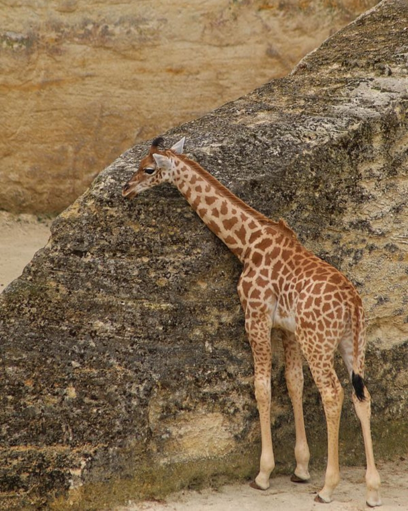 giraffes3.jpg