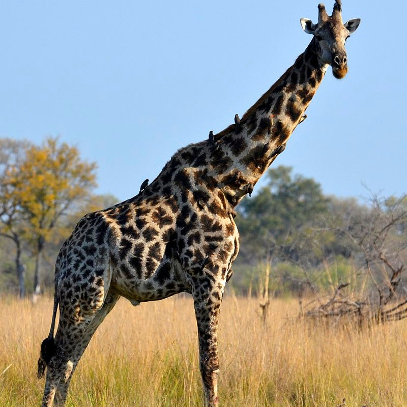 giraffes5.jpg