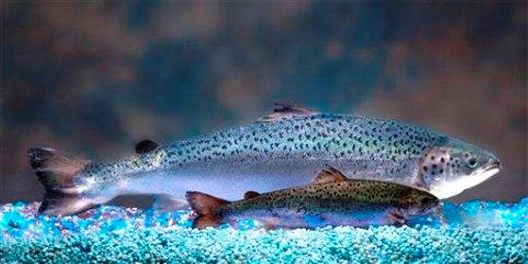 gmo-salmon.jpg