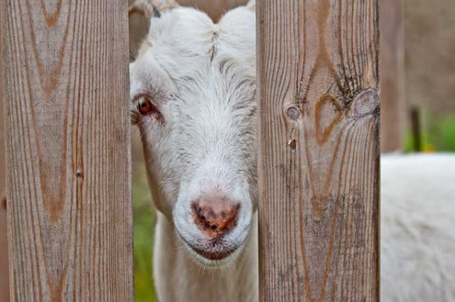 goat-looking-thru-fence_1090.jpg