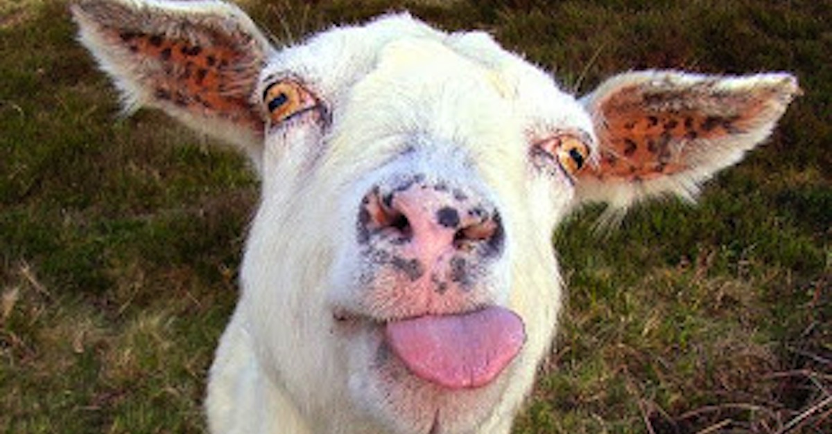 goat-sticking-tongue-out-blog