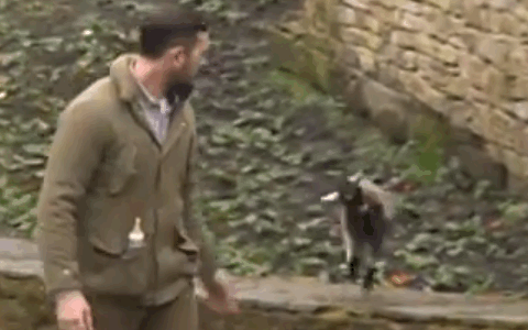 goat2.gif
