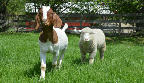 goatsheep.jpg