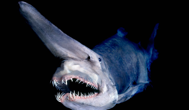 goblin-shark.jpg