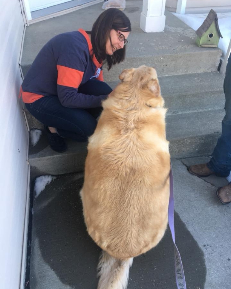 golden-retriever-1.jpg
