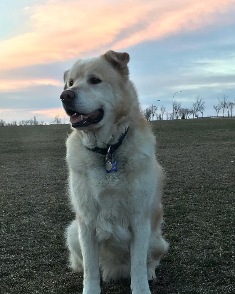 golden-retriever-11.jpg
